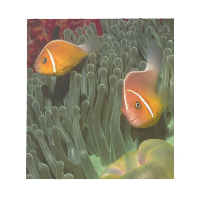 Rosa Anemonefish i Magnificant Sea Anemone Anteckningsblock (Framsida)