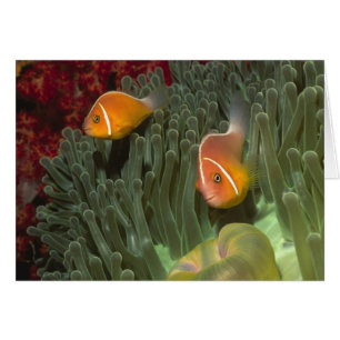 Rosa Anemonefish i Magnificant Sea Anemone Hälsningskort