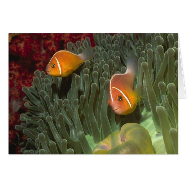 Rosa Anemonefish i Magnificant Sea Anemone Hälsningskort (Framsidan Horizontal)