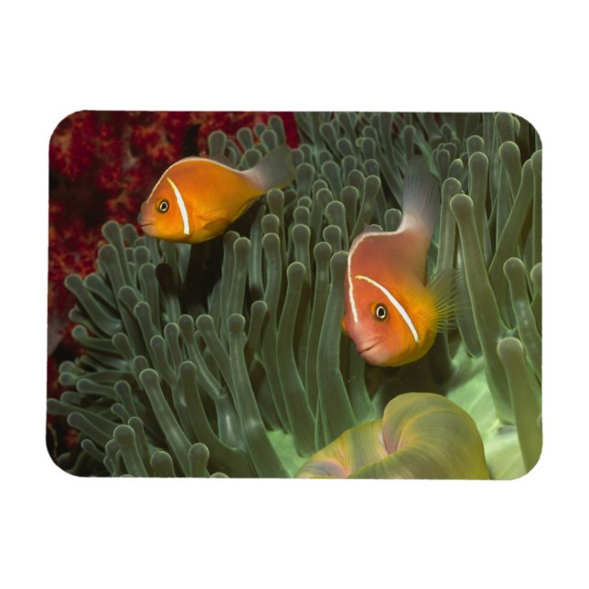 Rosa Anemonefish i Magnificant Sea Anemone Magnet (Horisontell)