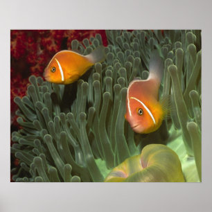 Rosa Anemonefish i Magnificant Sea Anemone Poster
