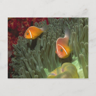 Rosa Anemonefish i Magnificant Sea Anemone Vykort