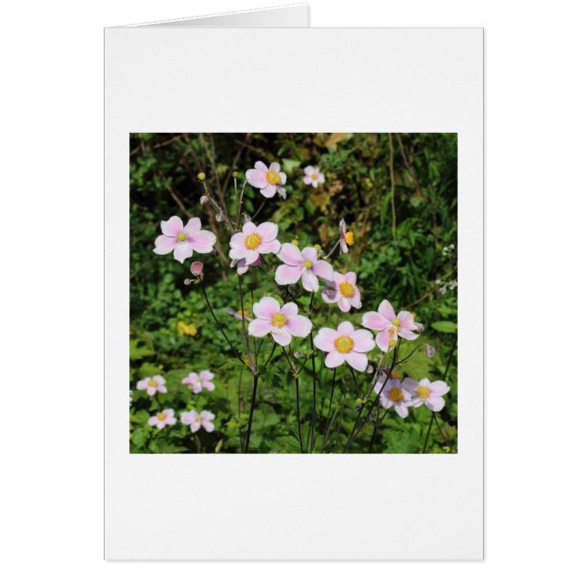 Rosa Anemones Hälsningskort (Framsidan)