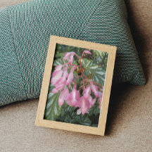 Rosa Angel Vinge Begonia Flowers Blommigt