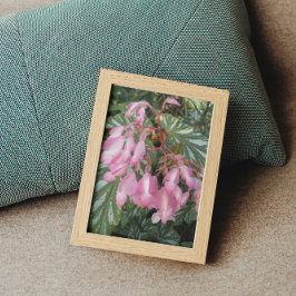 Rosa Angel Vinge Begonia Flowers Blommigt Fototryck