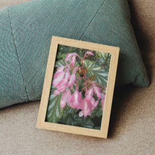 Rosa Angel Vinge Begonia Flowers Blommigt Fototryck