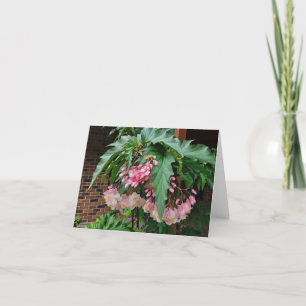 Rosa angel vinge begonias helgkort