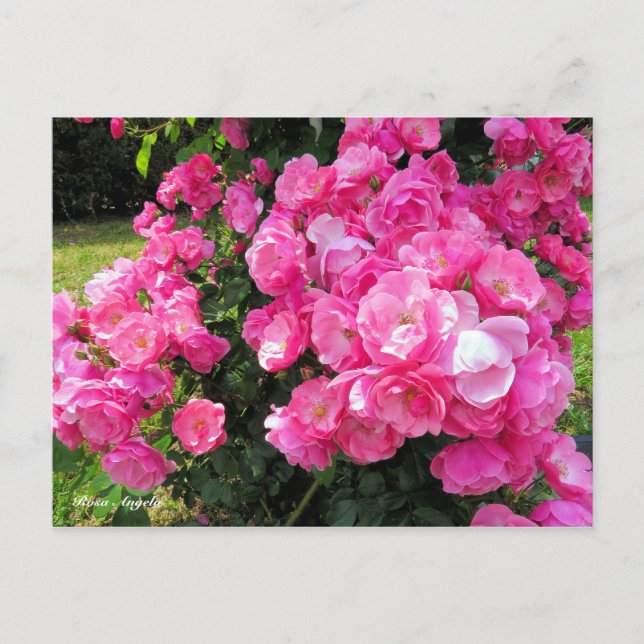 Rosa Angela［Postcard］ Vykort (Framsida)