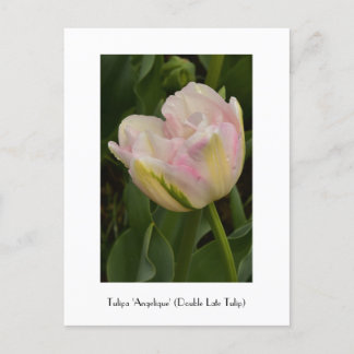 Rosa "Angelique" (Dubbla Late Tulip) vykort