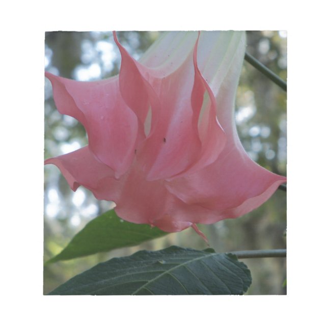 Rosa Änglar trumpetblomma Anteckningsblock (Framsida)