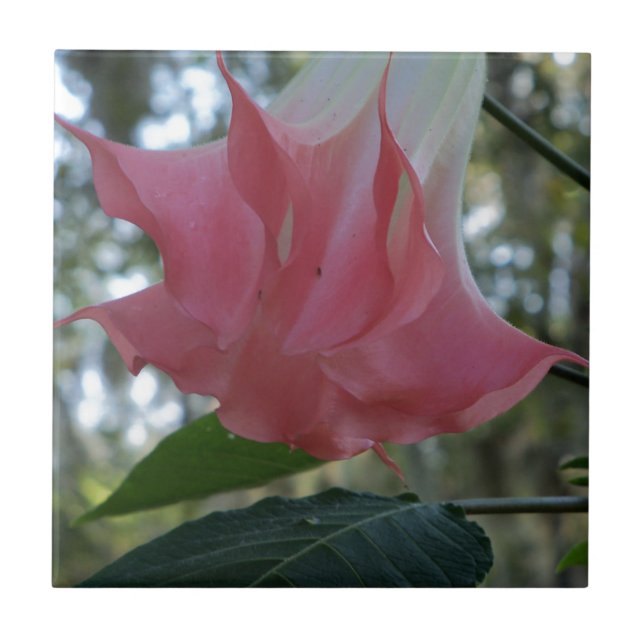 Rosa Änglar trumpetblomma Kakelplatta (Framsidan)