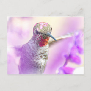 Rosa Anna's Hummingbird som flyger över Lila blomm Vykort
