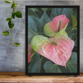 Rosa Anthurium-blommor Blommig Fotografi Poster