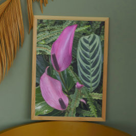 Rosa Anthurium Blooms och Leafy Foliage Fototryck