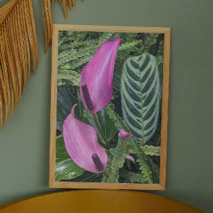 Rosa Anthurium Blooms och Leafy Foliage Fototryck