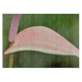 Rosa Anthurium Flower Kauai, Hawaii