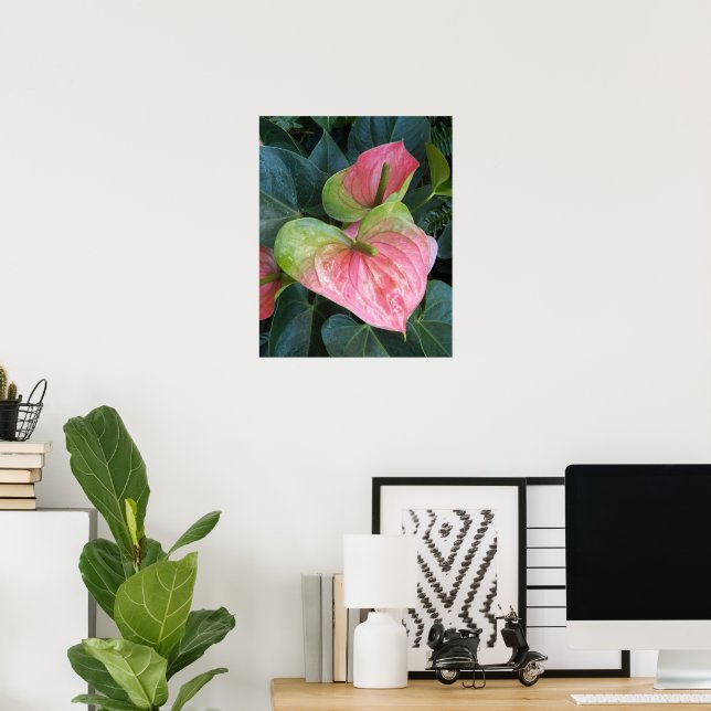 Rosa Anthurium Flowers Blommigt Fotografier Poster (Hemmakontoret)