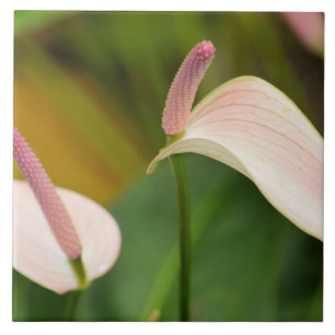 Rosa Anthurium Flowers Kauai Hawaii Kakelplatta