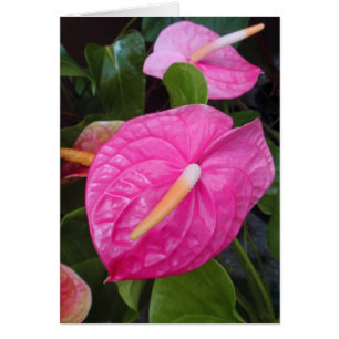 Rosa Anthuriums Hälsningskort