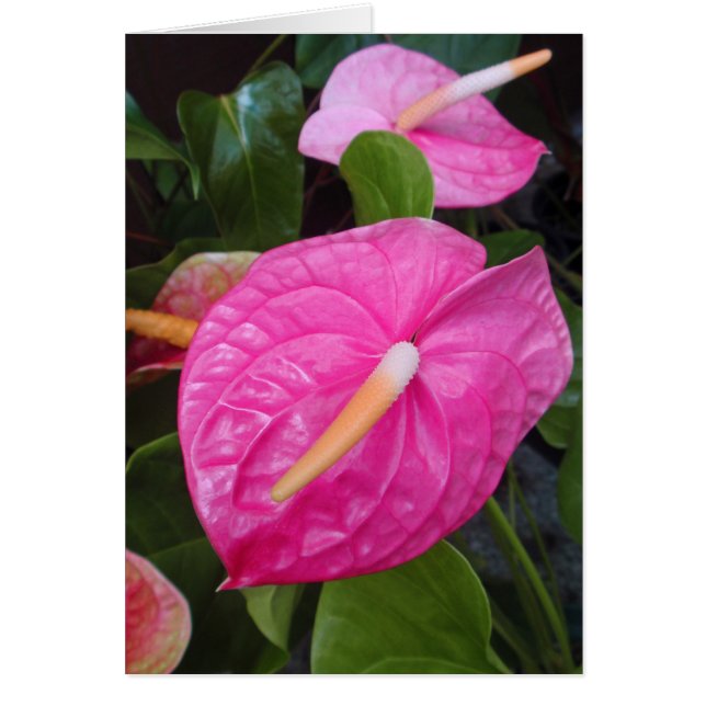 Rosa Anthuriums Hälsningskort (Framsidan)