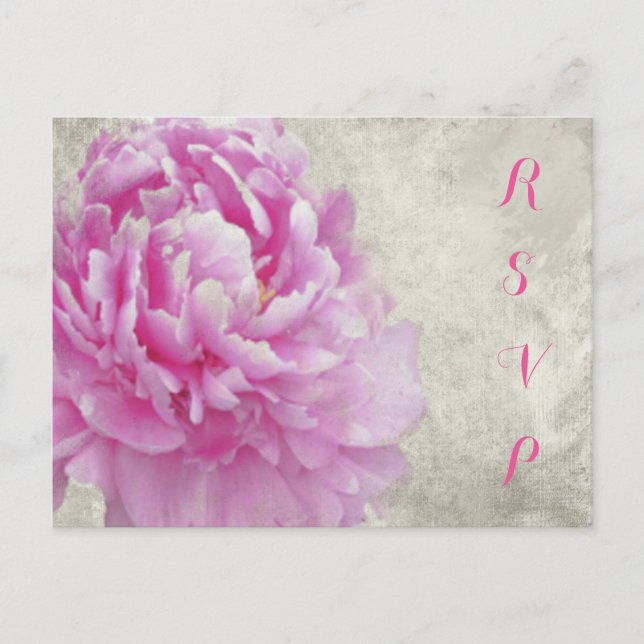 Rosa Antique Peony OSA kort (Framsida)