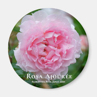 Rosa Aournée Magnet