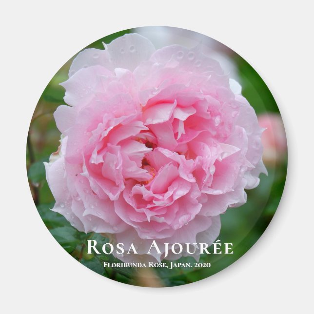 Rosa Aournée Magnet (Framsidan)