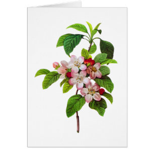 Rosa Apple Blommar av Pierre JopJoseph Redoute Hälsningskort