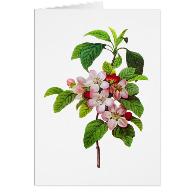 Rosa Apple Blommar av Pierre JopJoseph Redoute Hälsningskort (Framsidan)