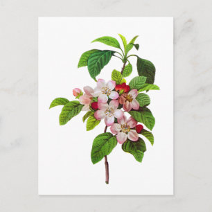 Rosa Apple Blommar av Pierre JopJoseph Redoute Vykort