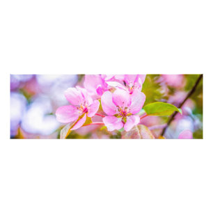 Rosa Apple-Blommar Fototryck