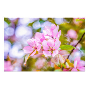 Rosa Apple-Blommar Fototryck