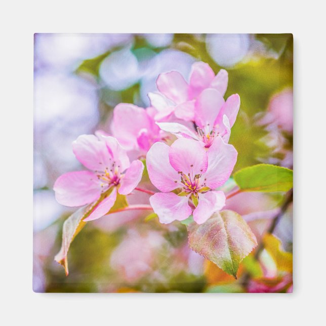 Rosa Apple-Blommar Magnet (Framsidan)
