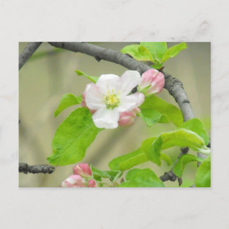 Rosa Apple blommar Vykort