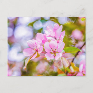 Rosa Apple-Blommar Vykort