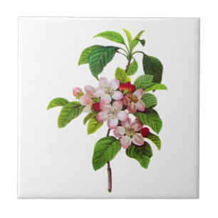 Rosa Apple blomstrar vid Pierre Jopseph Redoute Kakelplatta