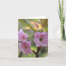 Rosa Apple Bloom In Vår Photo for Mamma