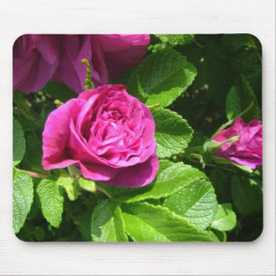 Rosa aromatiska blommor av ro med grönt löv musmatta
