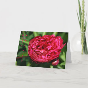Rosa årsdagkort för rosa pion kort