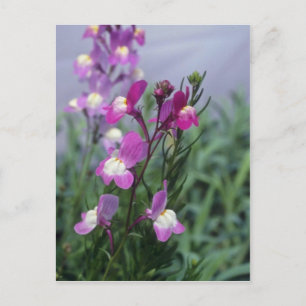 Rosa ärtväxter (Linaria Maroccana) blommor Vykort