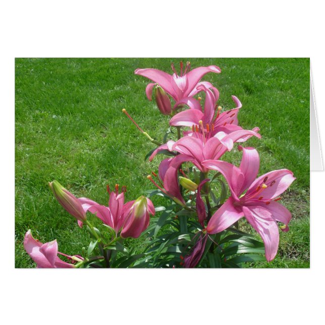 Rosa Asiatic Lilies Card Hälsningskort (Framsidan Horizontal)