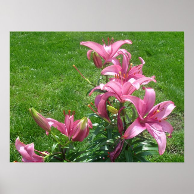 Rosa Asiatic Lilies Poster (Framsidan)