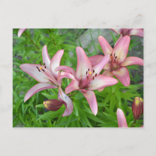 Rosa Asiatic Lilies Vykort