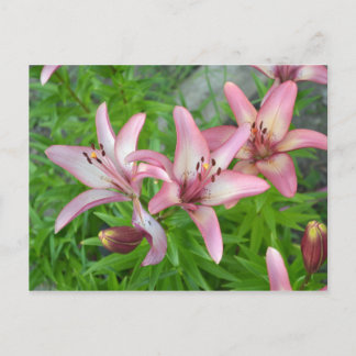 Rosa Asiatic Lilies Vykort