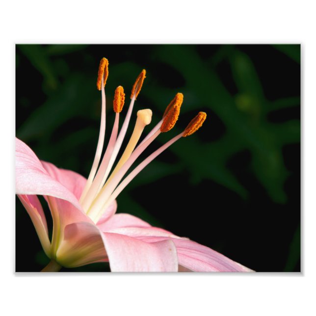 Rosa Asiatic Lily Closeup Fototryck (Framsidan)