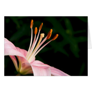 Rosa Asiatic Lily Closeup OBS Kort