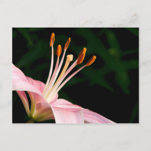 Rosa Asiatic Lily Vykort