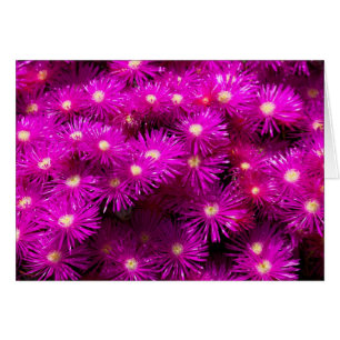 Rosa Aster Blommor Hälsningskort