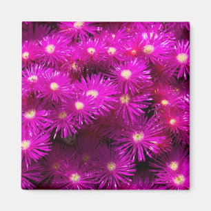 Rosa Aster Flowers Magnet