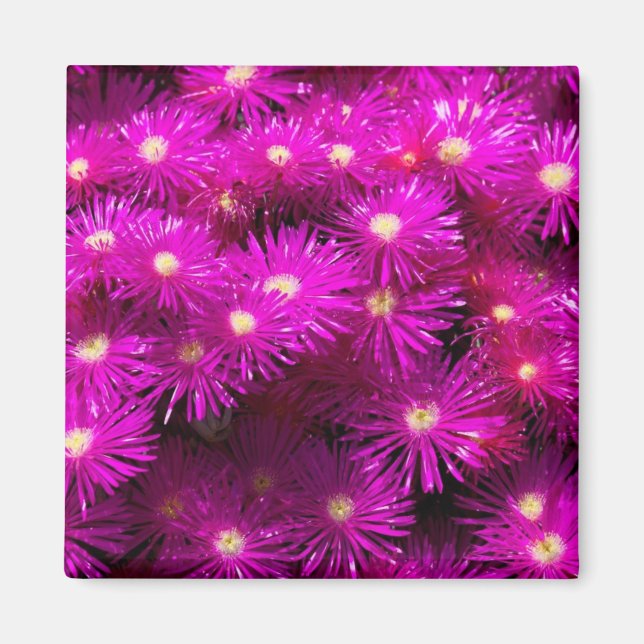 Rosa Aster Flowers Magnet (Framsidan)